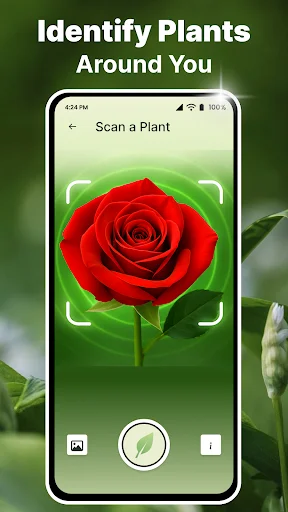 Plant camera scanning interface showing red rose with frame overlay and buttons to capture photo or access flash control