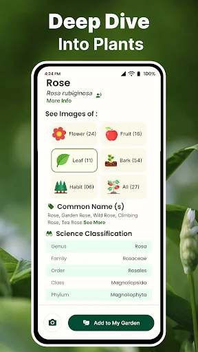 Detailed rose plant information showing images breakdown by part type, common names, and full scientific classification data
