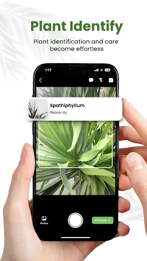 Plant Identifier camera interface using smartphone to instantly recognize Spathiphyllum plant species